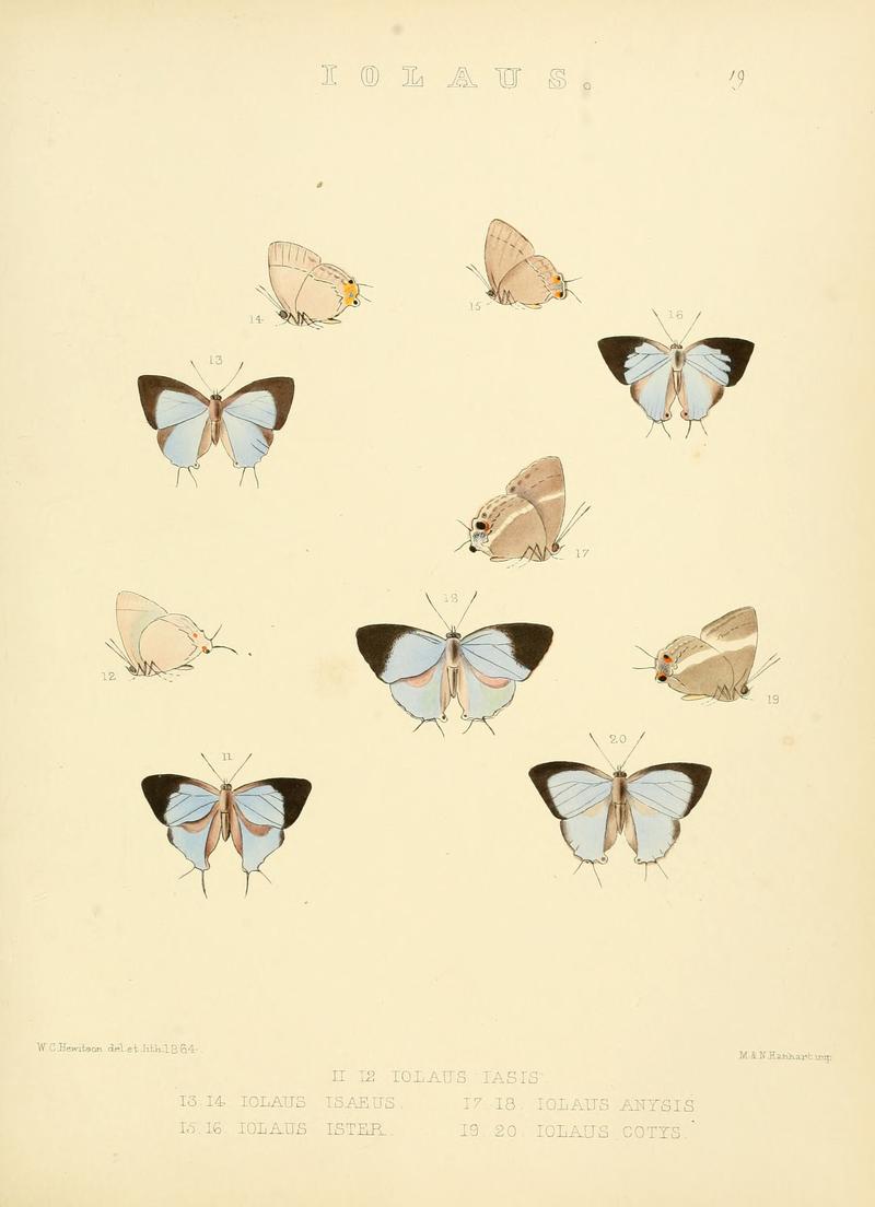 Illustrations of diurnal Lepidoptera 19