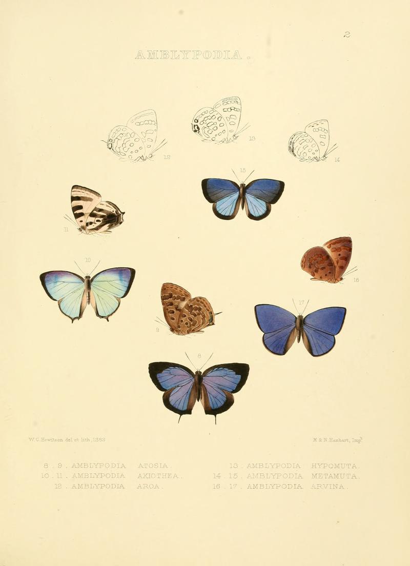 Illustrations of diurnal Lepidoptera 2