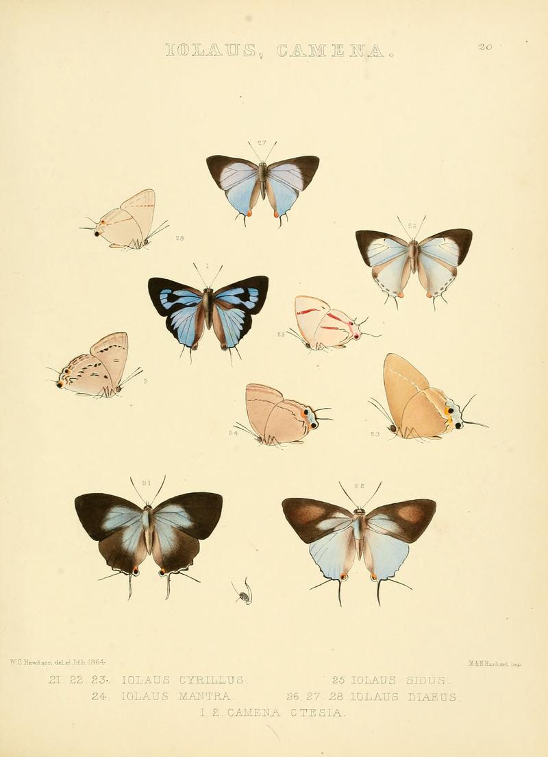 Illustrations of diurnal Lepidoptera 20