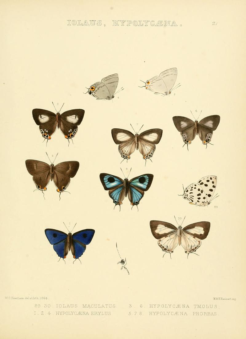 Illustrations of diurnal Lepidoptera 21