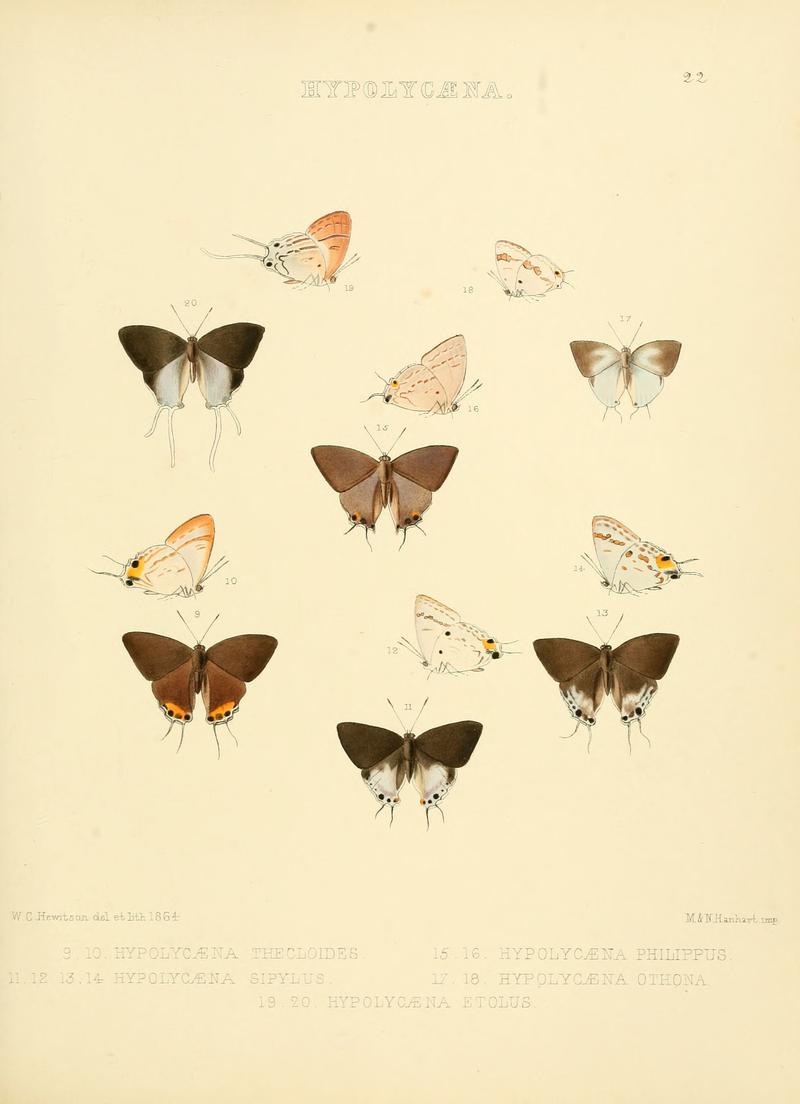 Illustrations of diurnal Lepidoptera 22