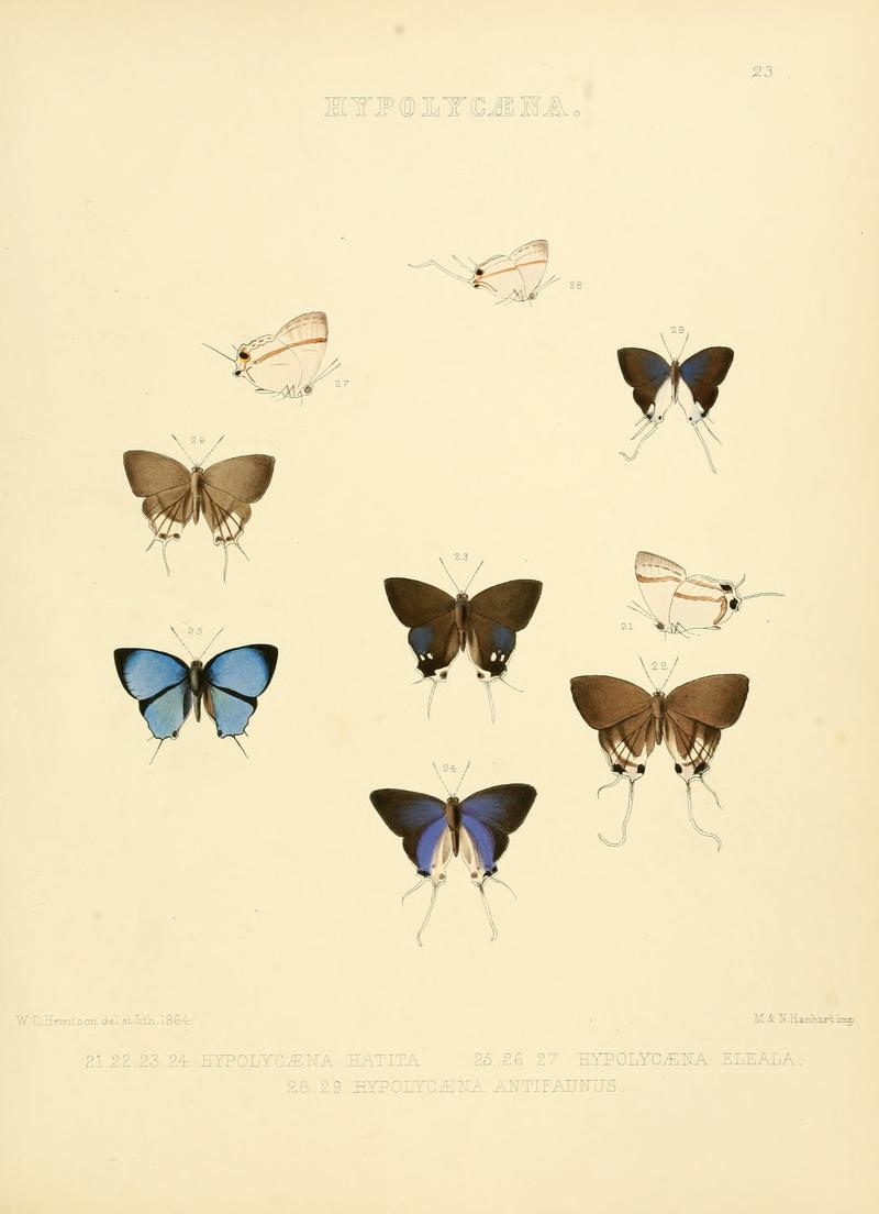 Illustrations of diurnal Lepidoptera 23