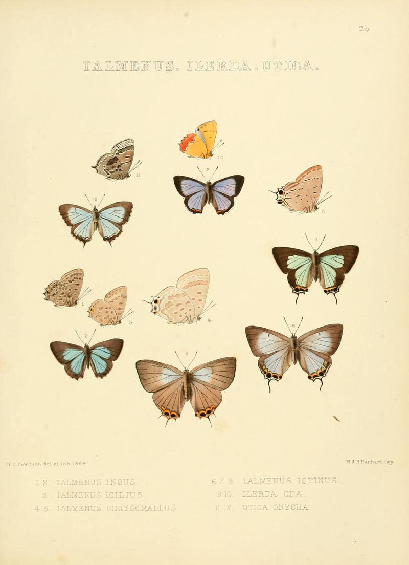 Illustrations of diurnal Lepidoptera 24