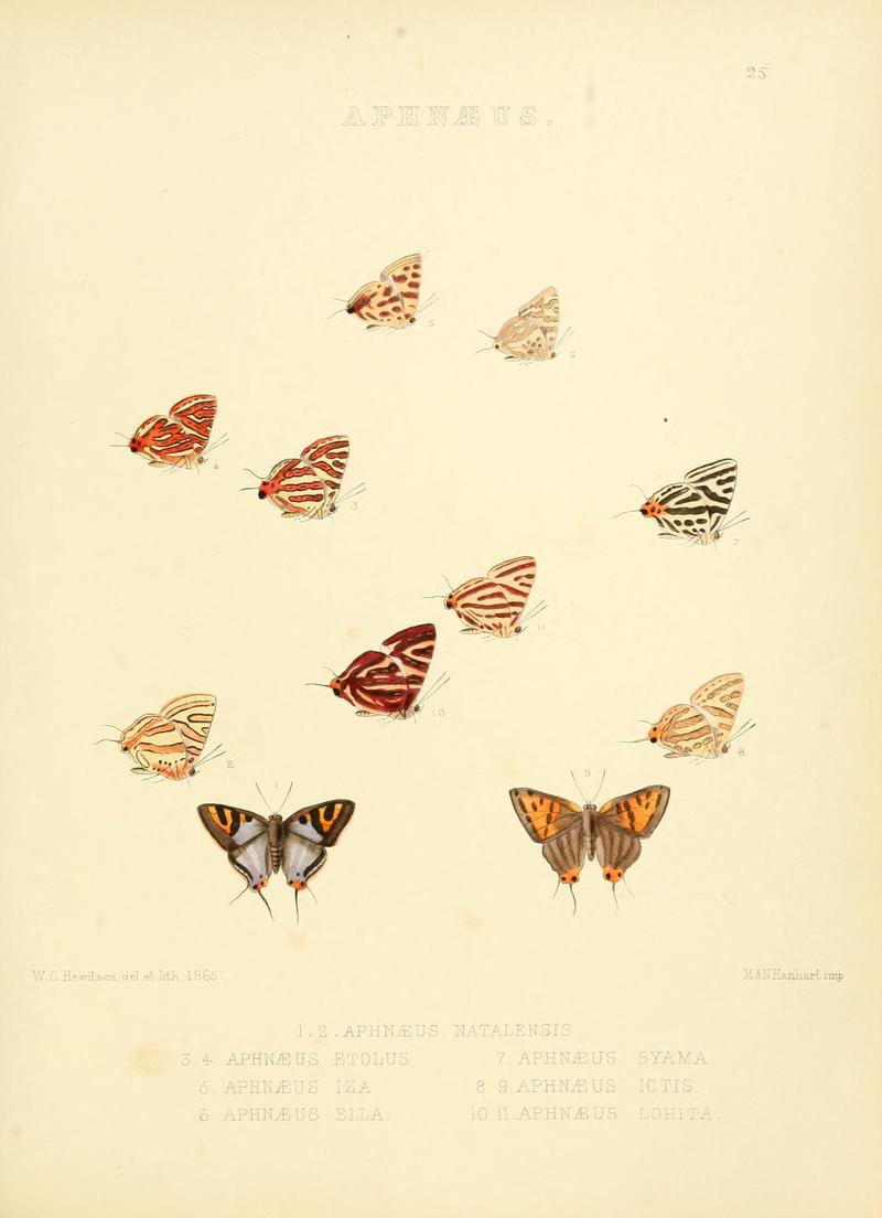 Illustrations of diurnal Lepidoptera 25