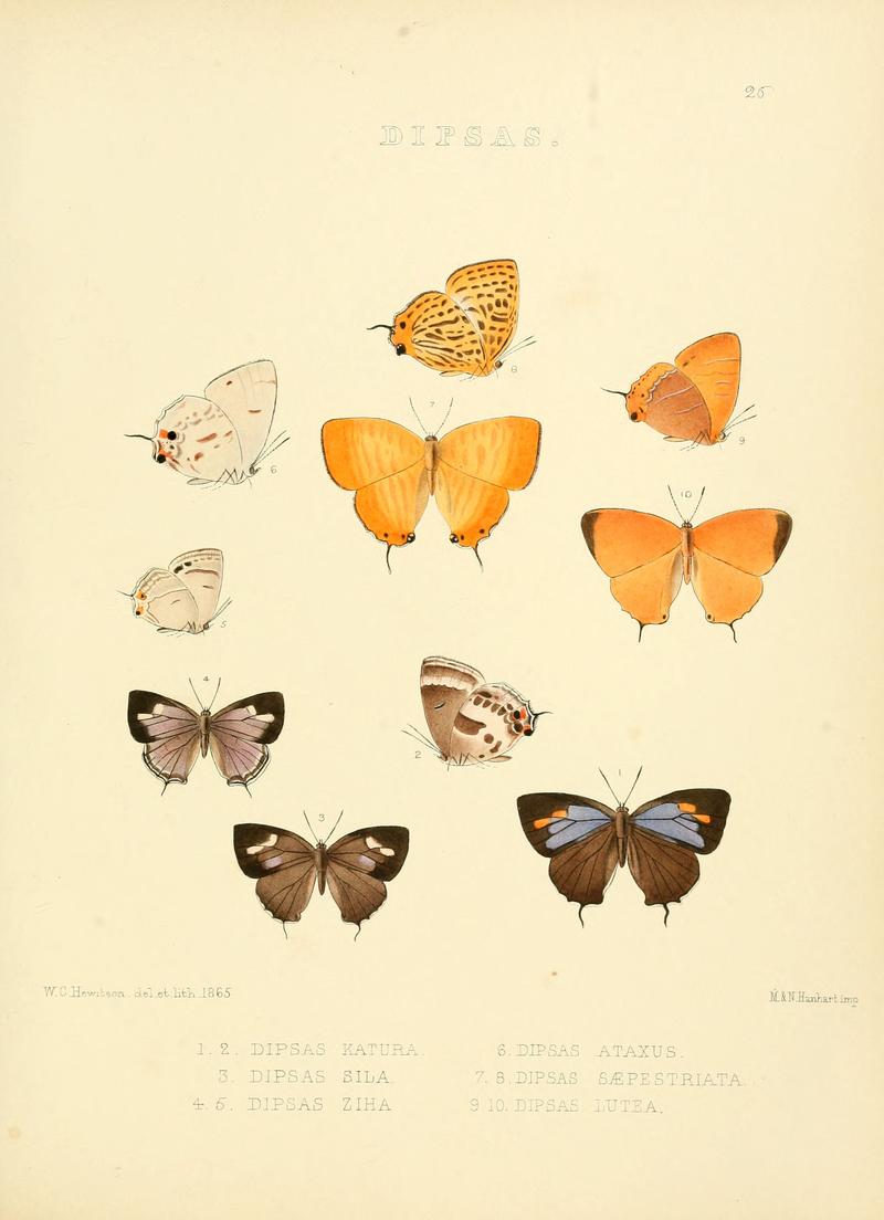 Illustrations of diurnal Lepidoptera 26