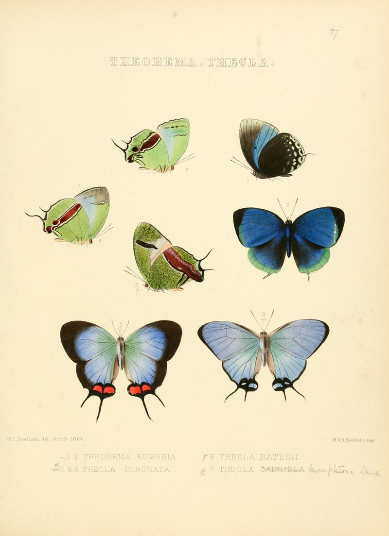Illustrations of diurnal Lepidoptera 27