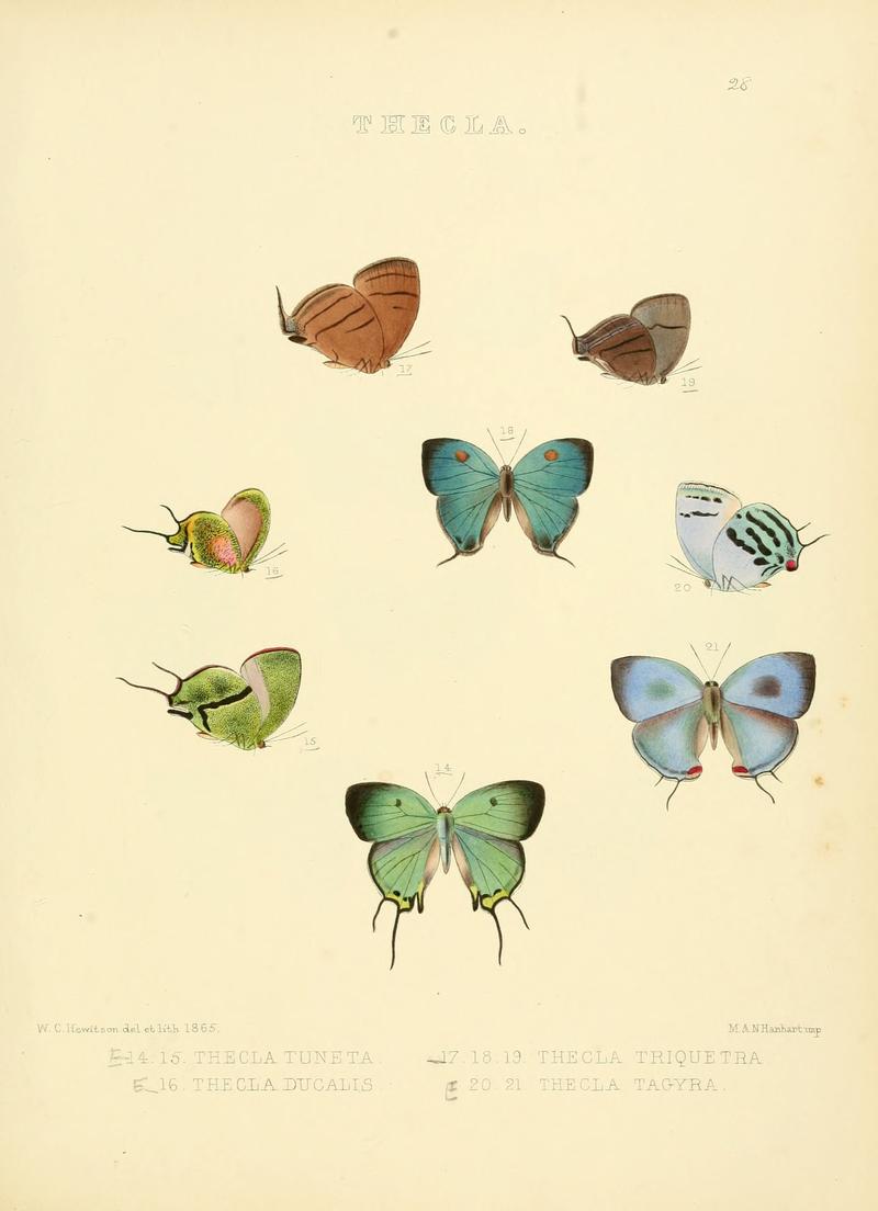 Illustrations of diurnal Lepidoptera 28