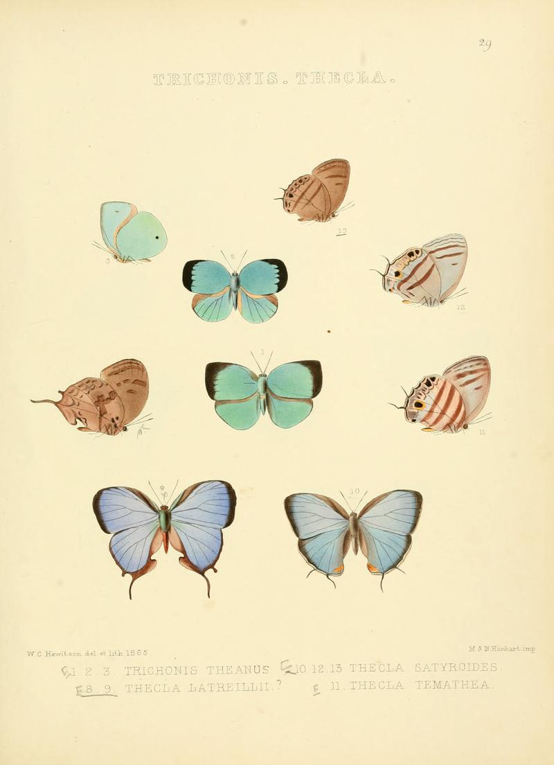 Illustrations of diurnal Lepidoptera 29