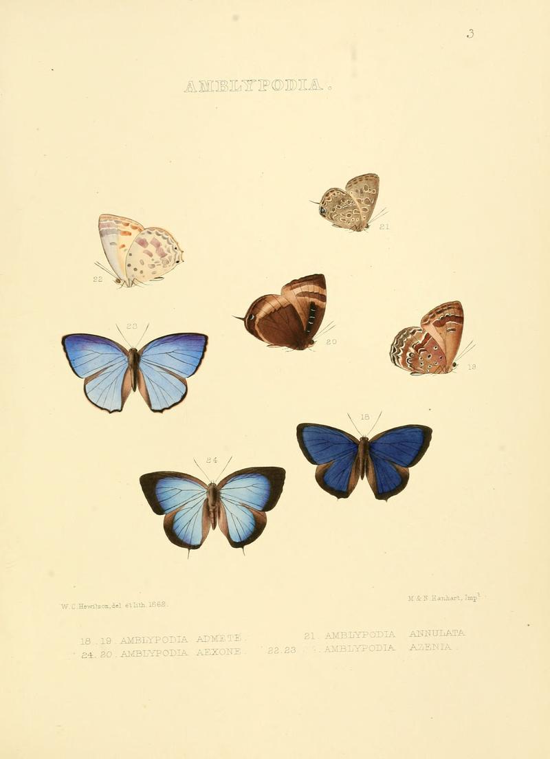 Illustrations of diurnal Lepidoptera 3