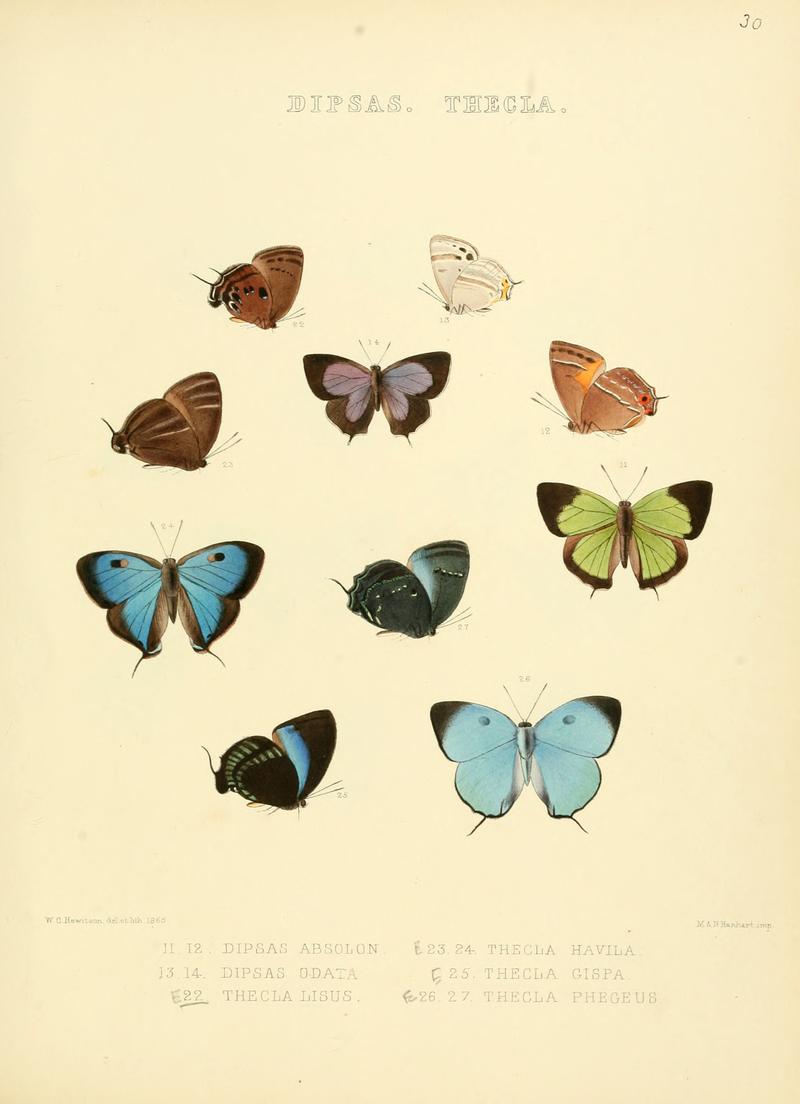Illustrations of diurnal Lepidoptera 30