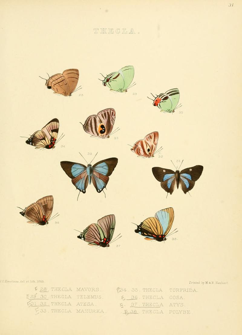 Illustrations of diurnal Lepidoptera 31