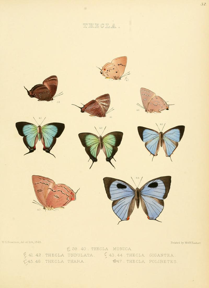 Illustrations of diurnal Lepidoptera 32