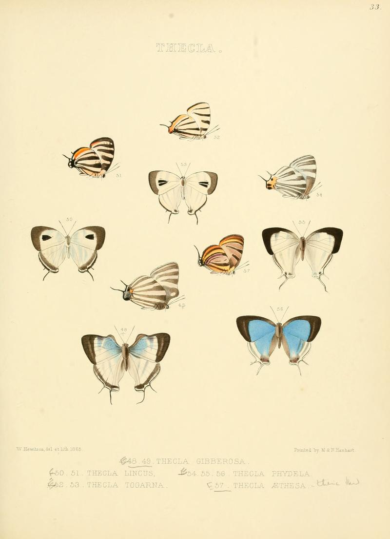Illustrations of diurnal Lepidoptera 33