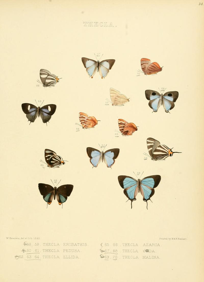Illustrations of diurnal Lepidoptera 34