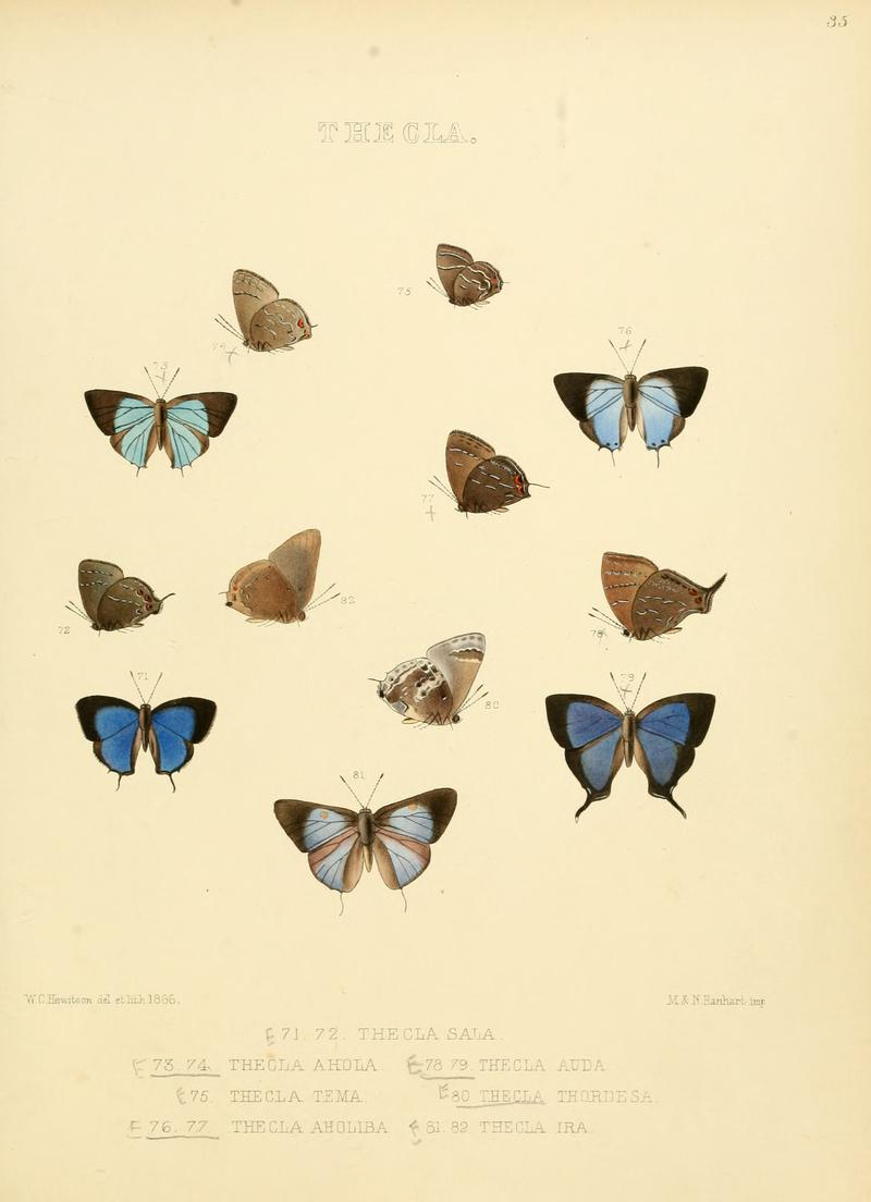Illustrations of diurnal Lepidoptera 35