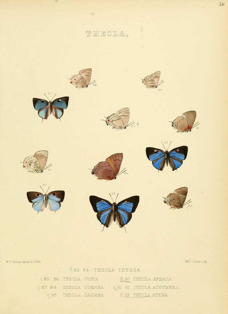 Illustrations of diurnal Lepidoptera 36