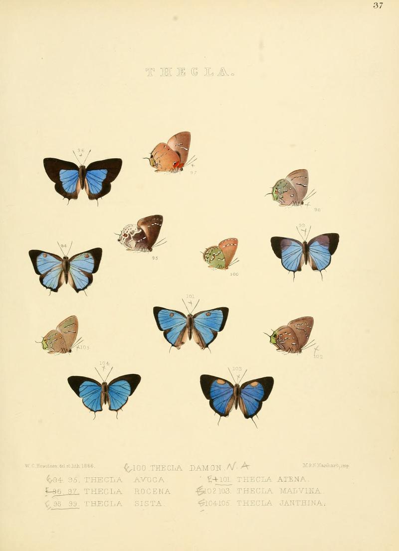 Illustrations of diurnal Lepidoptera 37