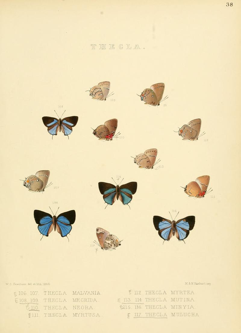 Illustrations of diurnal Lepidoptera 38