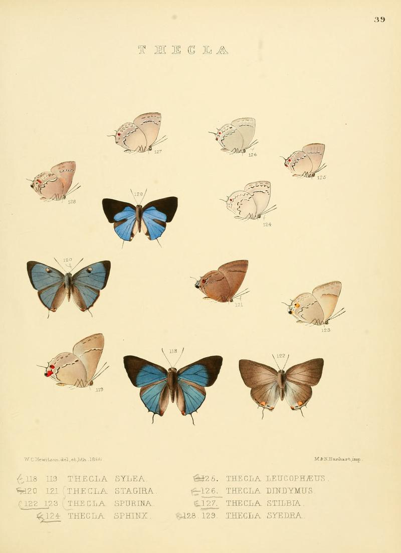 Illustrations of diurnal Lepidoptera 39