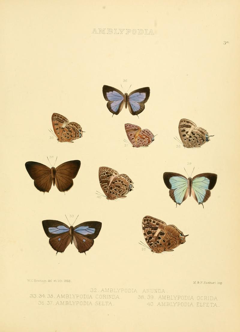 Illustrations of diurnal Lepidoptera 3a