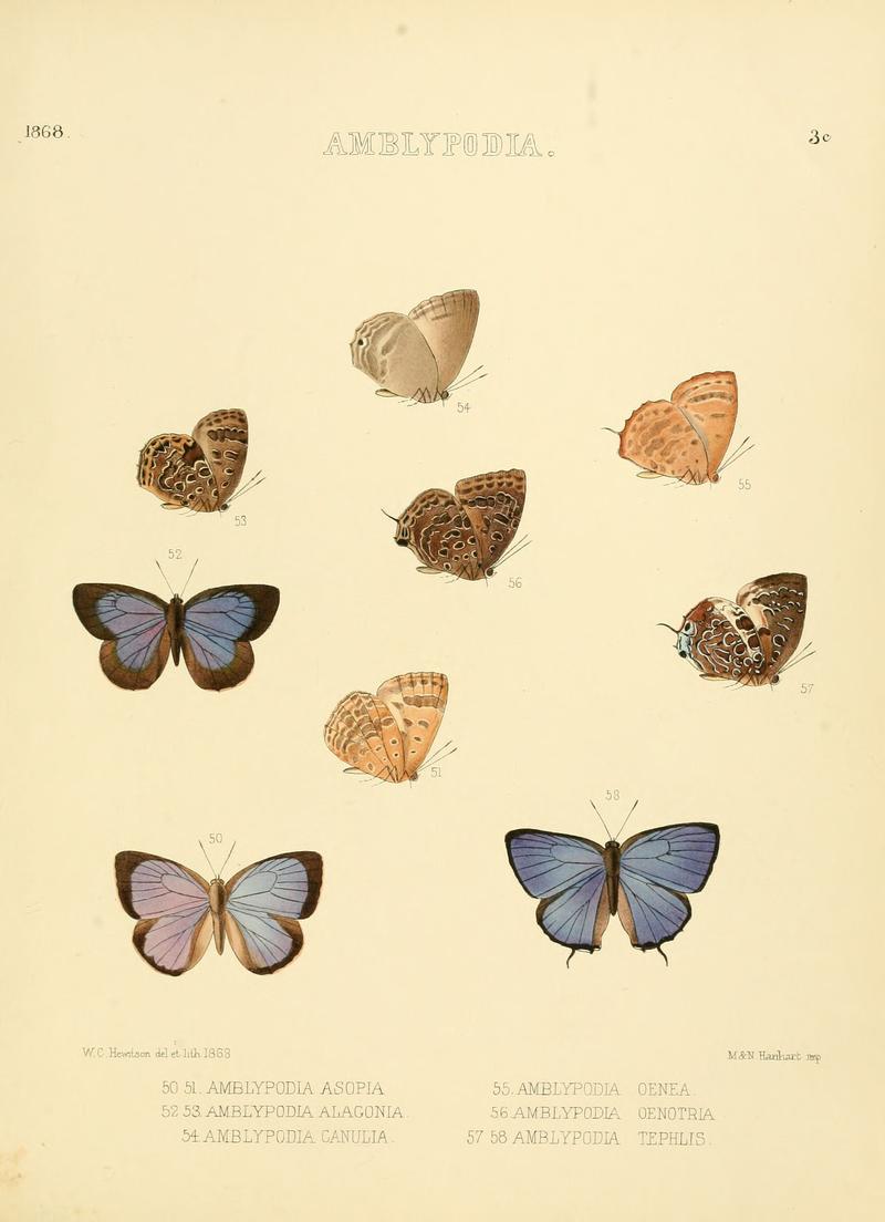 Illustrations of diurnal Lepidoptera 3c