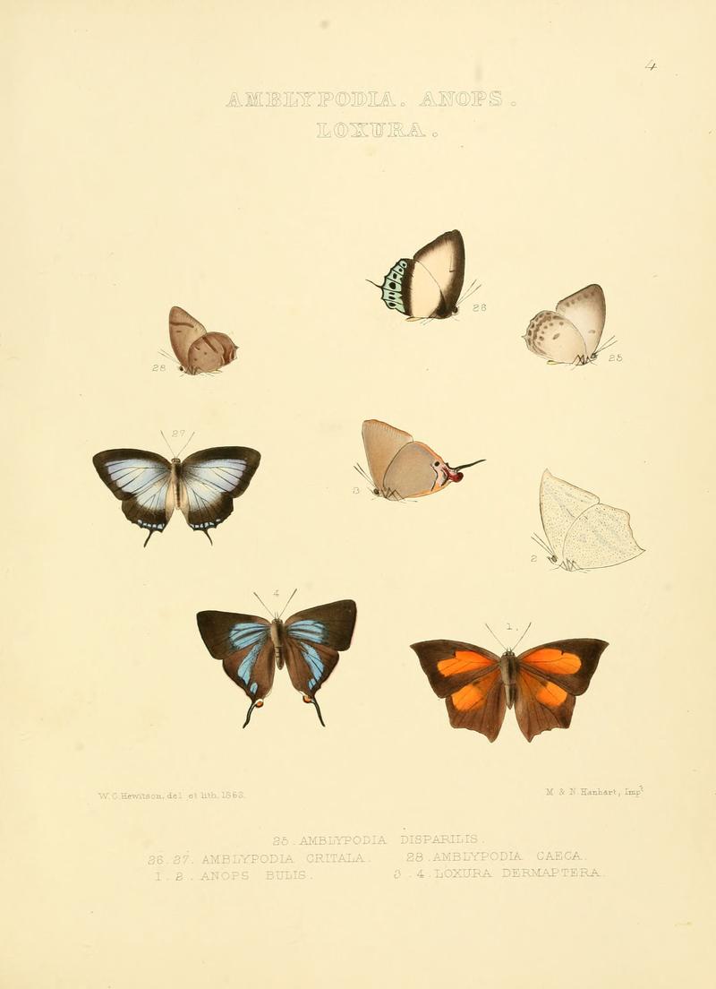 Illustrations of diurnal Lepidoptera 4