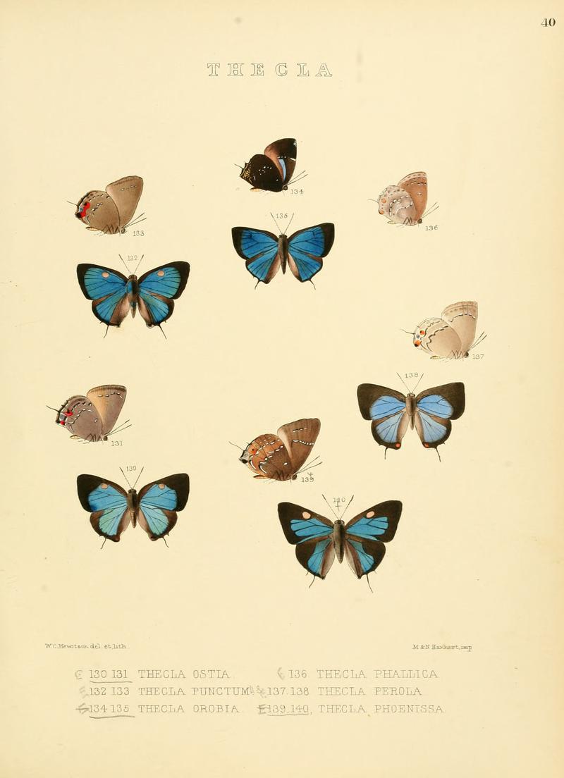 Illustrations of diurnal Lepidoptera 40
