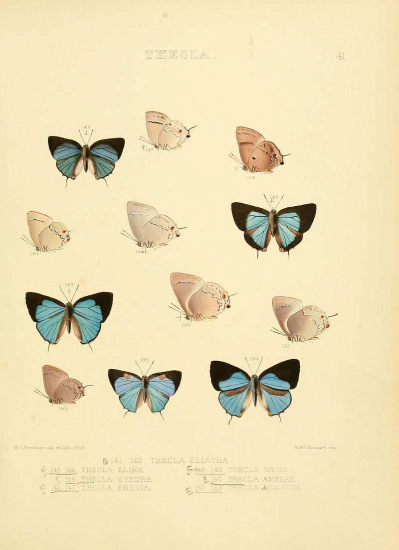 Illustrations of diurnal Lepidoptera 41