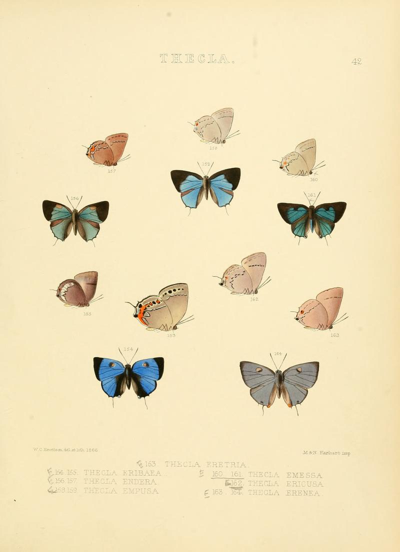 Illustrations of diurnal Lepidoptera 42