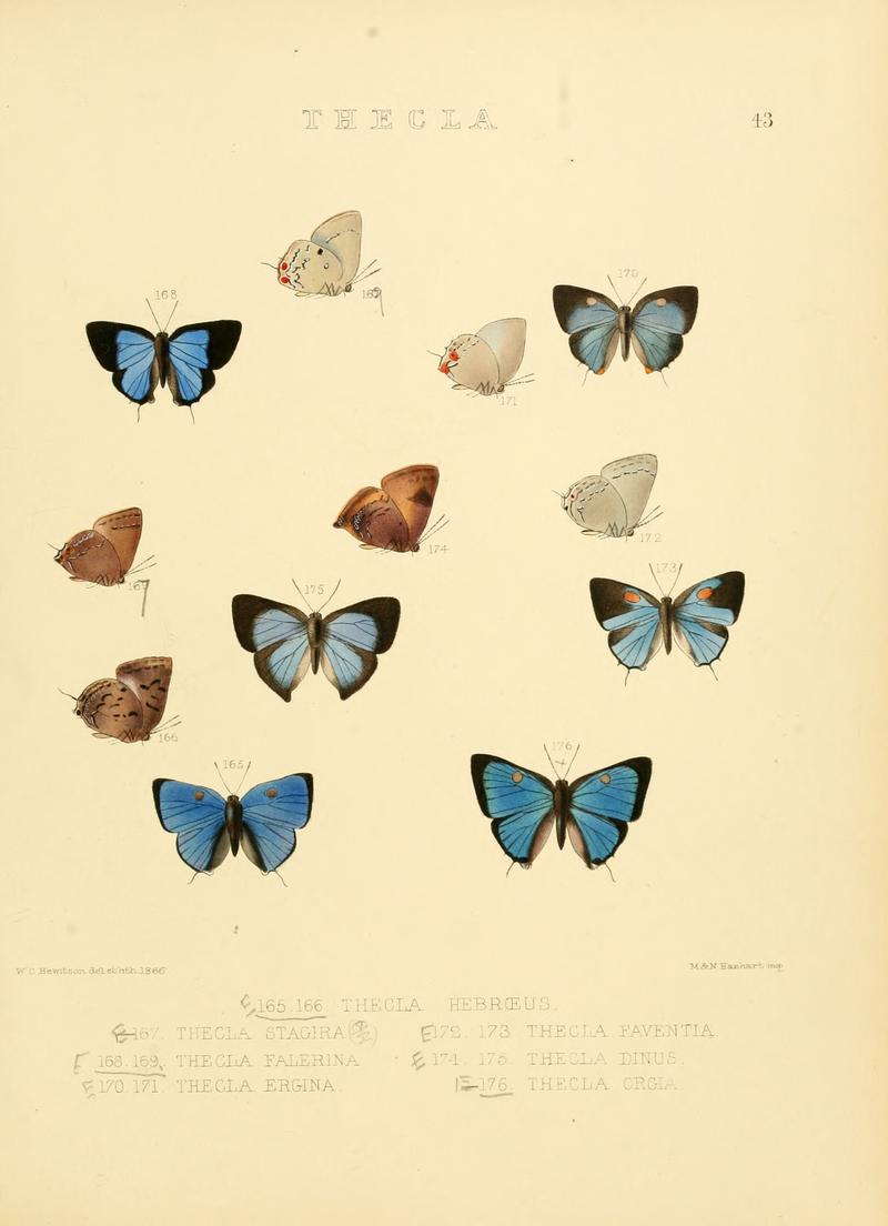 Illustrations of diurnal Lepidoptera 43