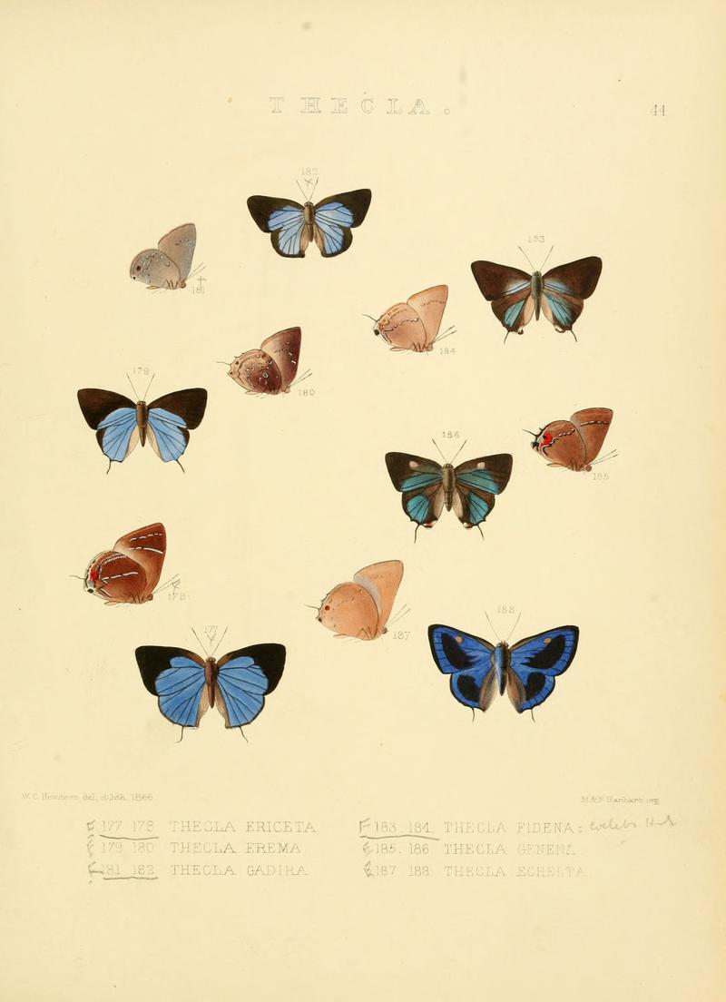Illustrations of diurnal Lepidoptera 44