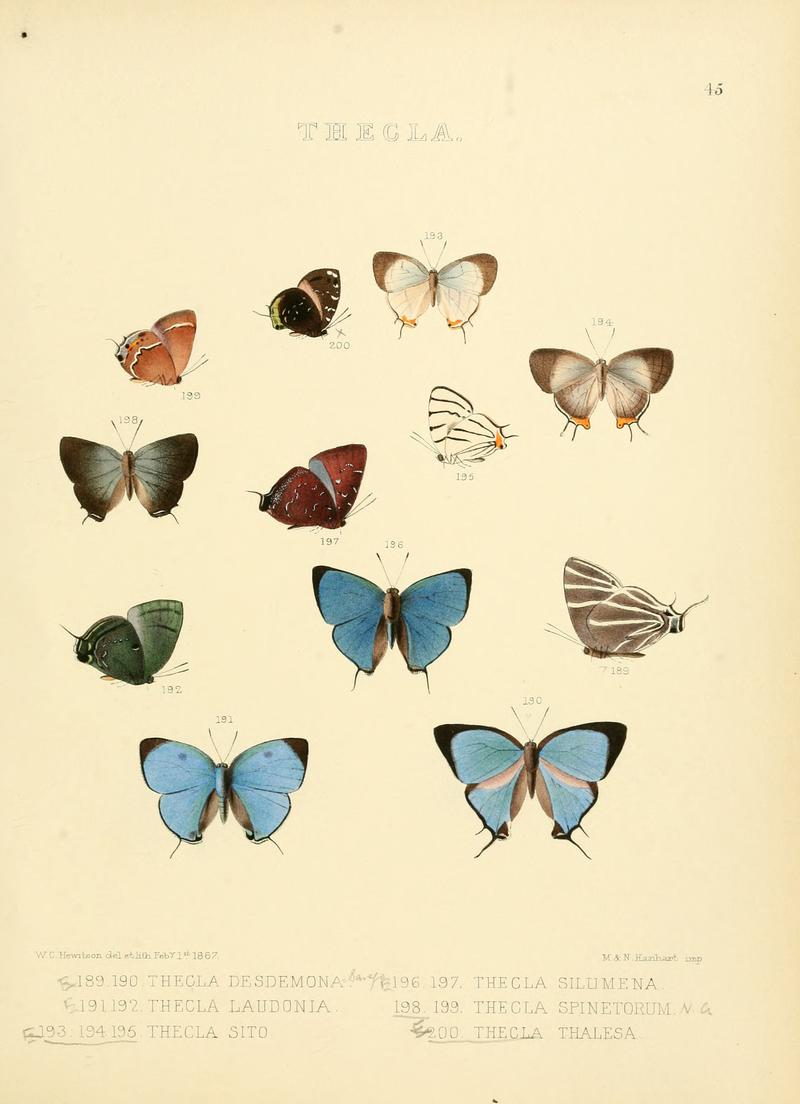 Illustrations of diurnal Lepidoptera 45