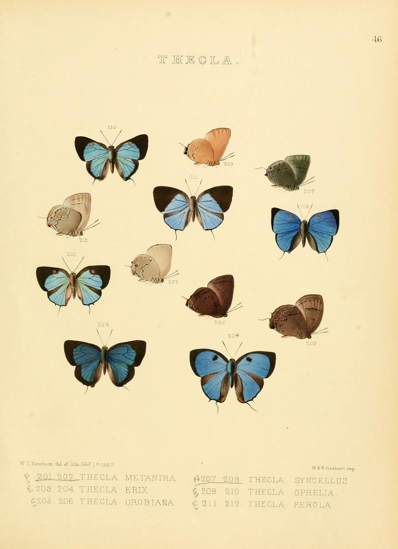 Illustrations of diurnal Lepidoptera 46