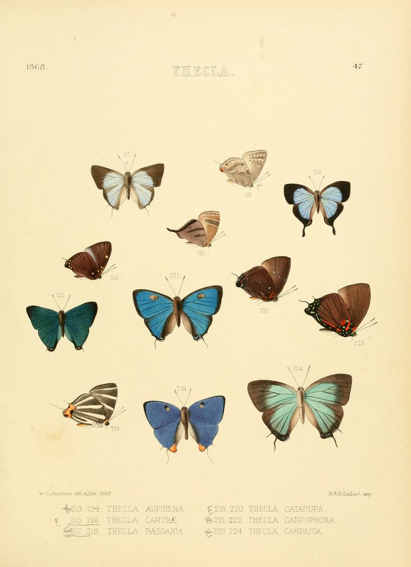 Illustrations of diurnal Lepidoptera 47