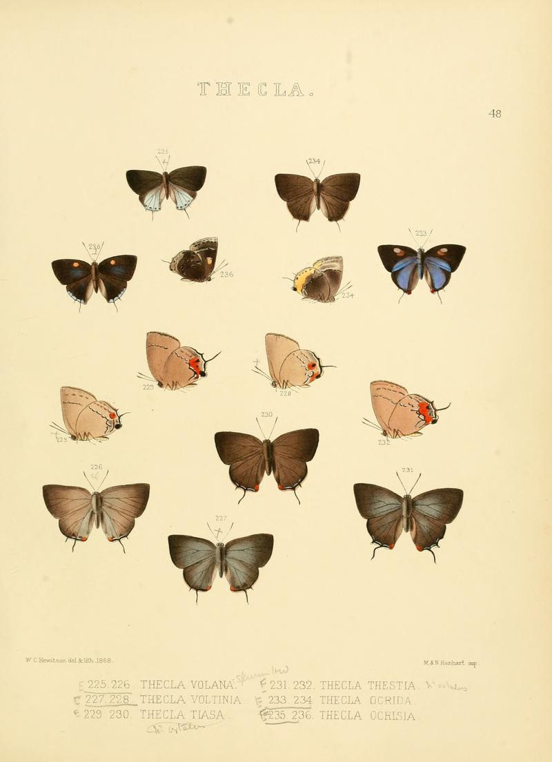 Illustrations of diurnal Lepidoptera 48