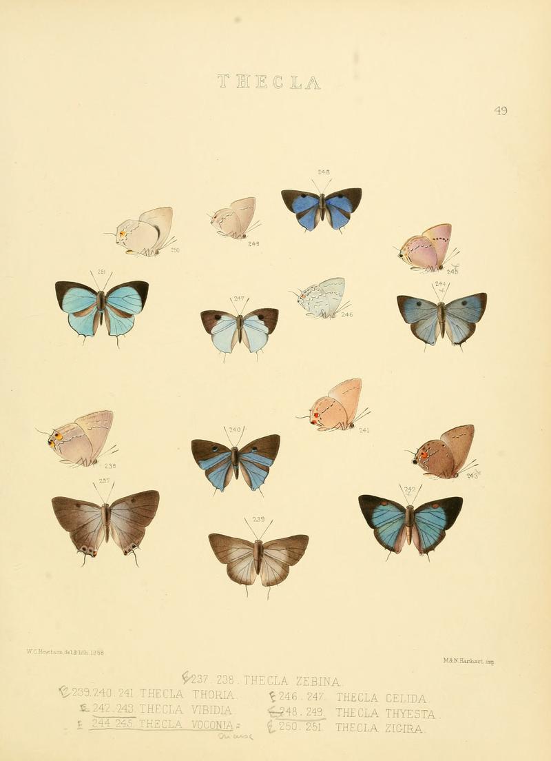 Illustrations of diurnal Lepidoptera 49