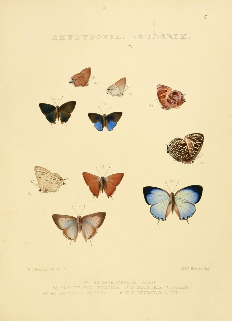 Illustrations of diurnal Lepidoptera 5