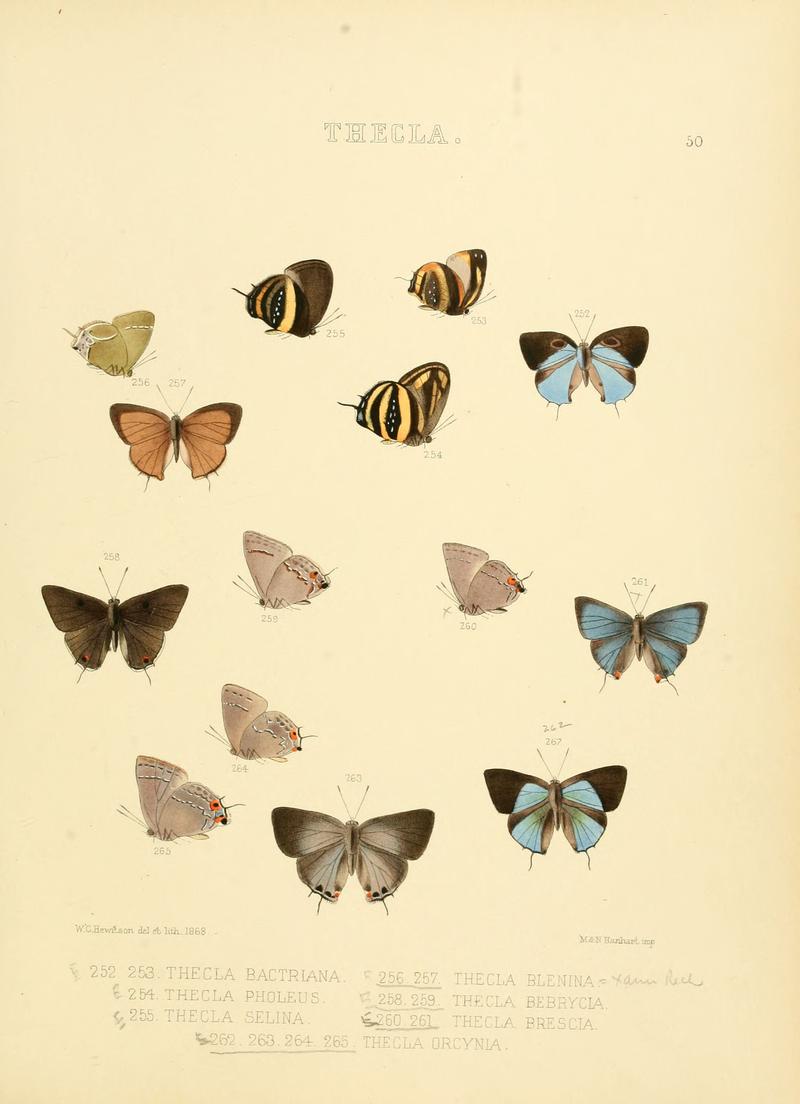 Illustrations of diurnal Lepidoptera 50