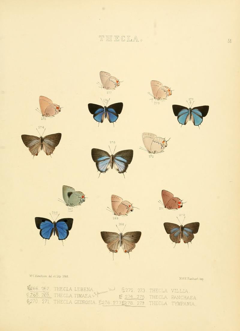 Illustrations of diurnal Lepidoptera 51
