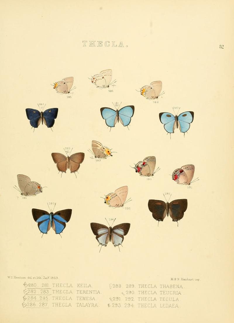 Illustrations of diurnal Lepidoptera 52