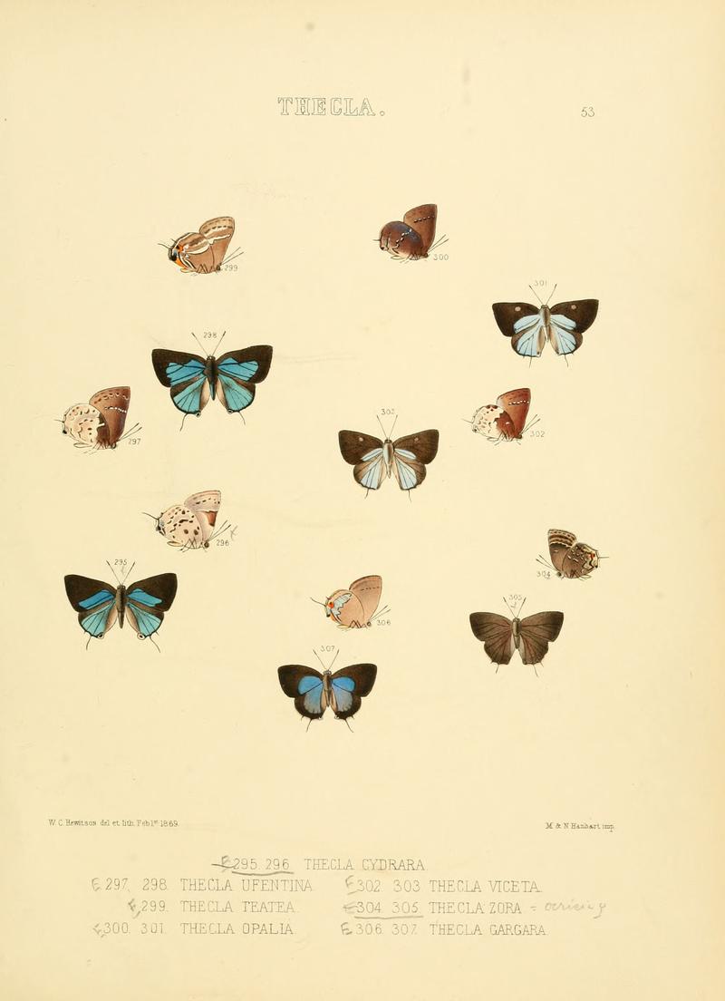 Illustrations of diurnal Lepidoptera 53