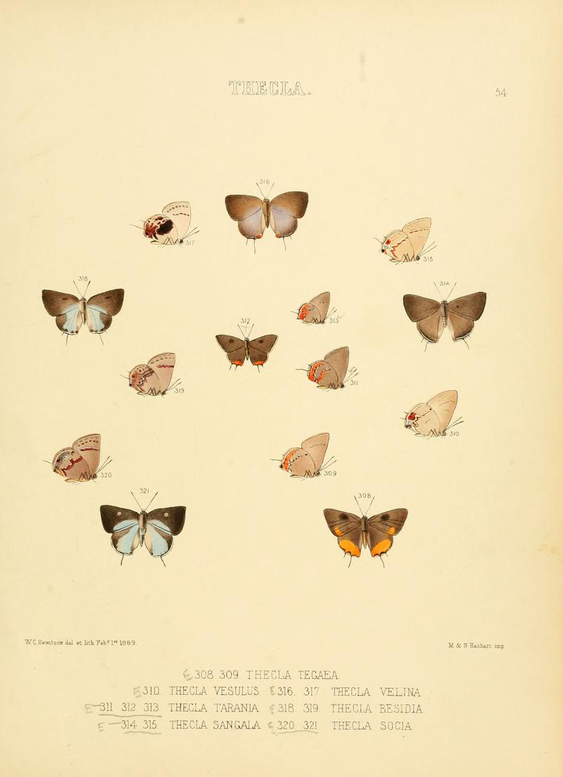 Illustrations of diurnal Lepidoptera 54