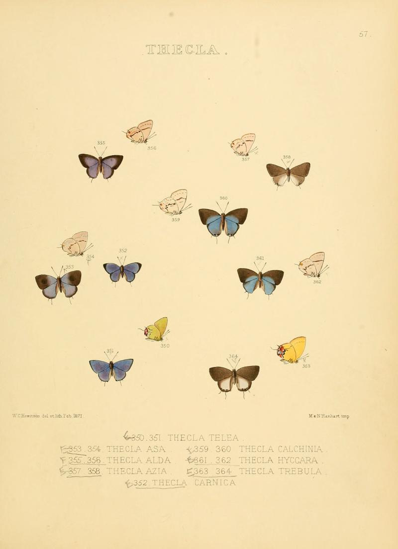 Illustrations of diurnal Lepidoptera 57