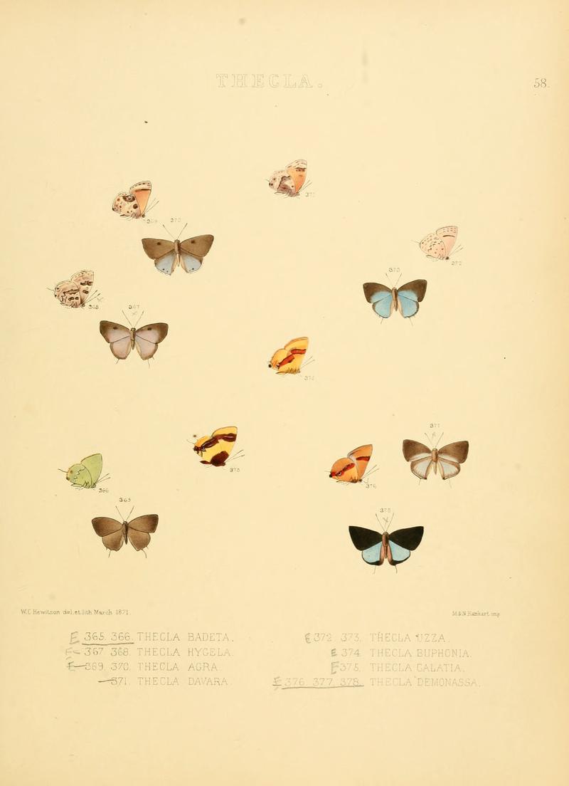 Illustrations of diurnal Lepidoptera 58