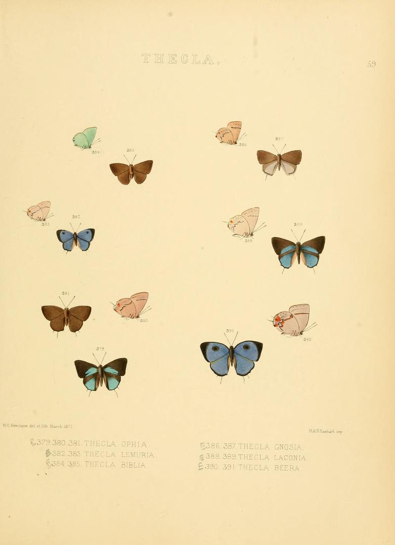 Illustrations of diurnal Lepidoptera 59