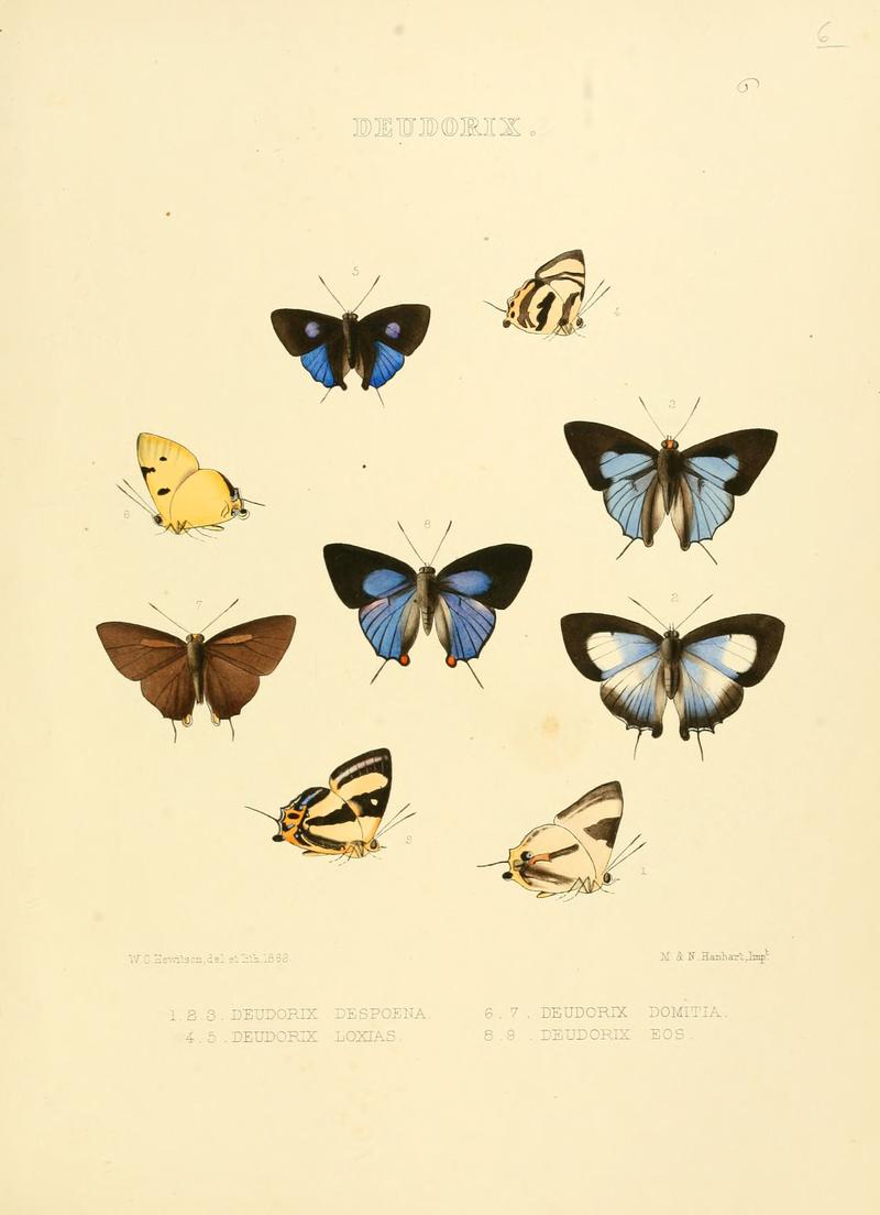 Illustrations of diurnal Lepidoptera 6