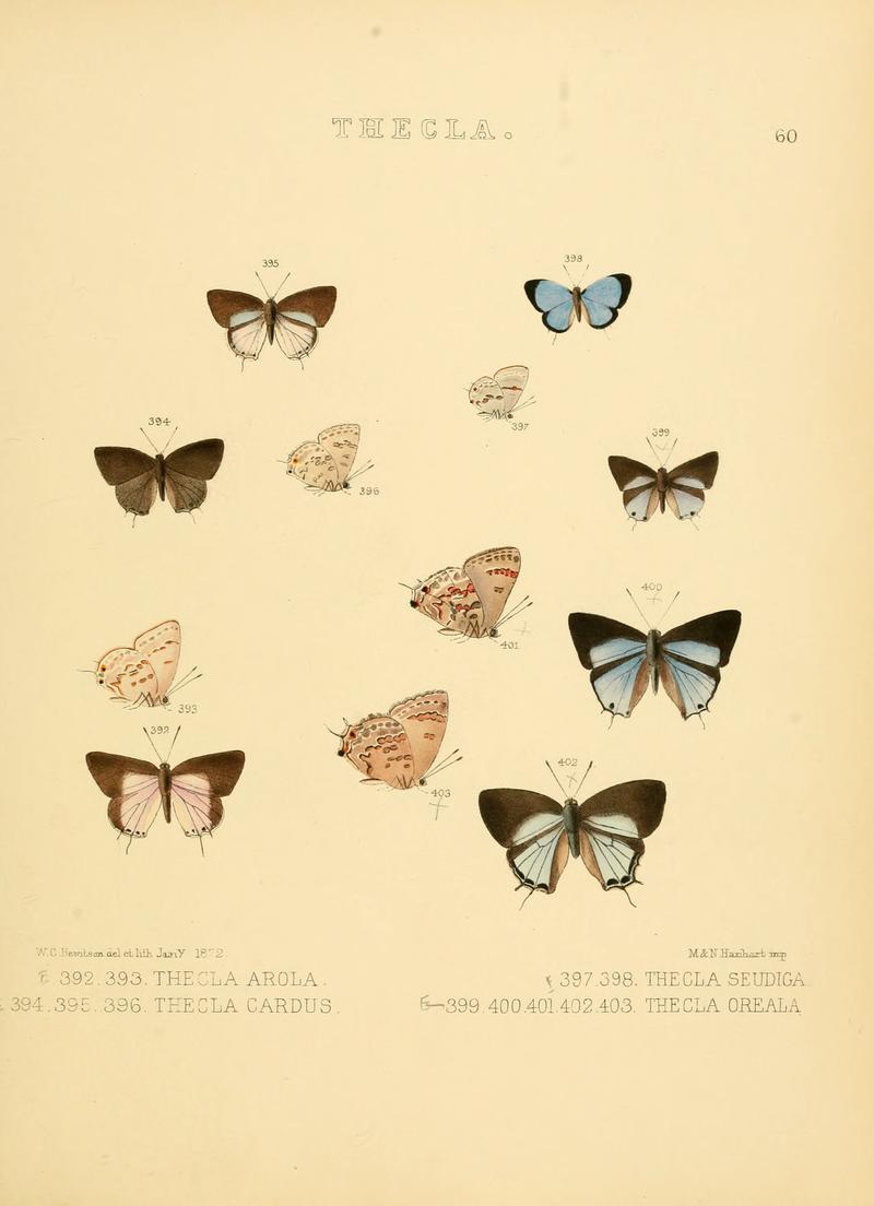 Illustrations of diurnal Lepidoptera 60