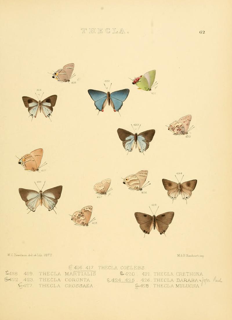 Illustrations of diurnal Lepidoptera 62
