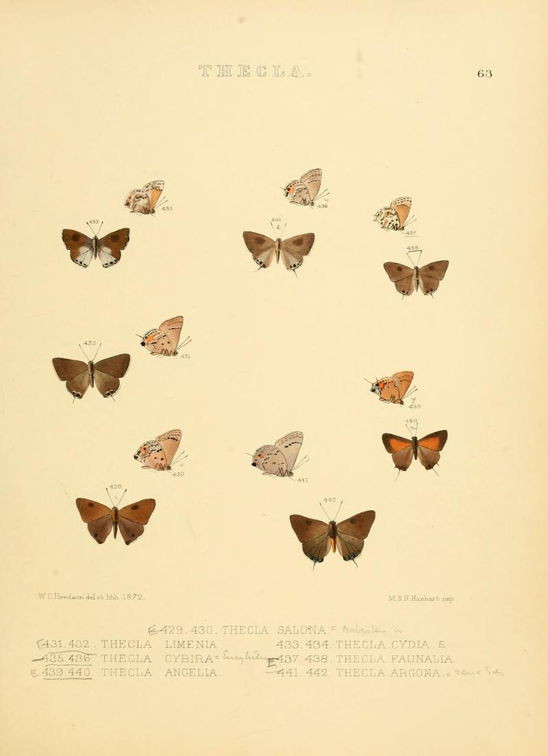 Illustrations of diurnal Lepidoptera 63