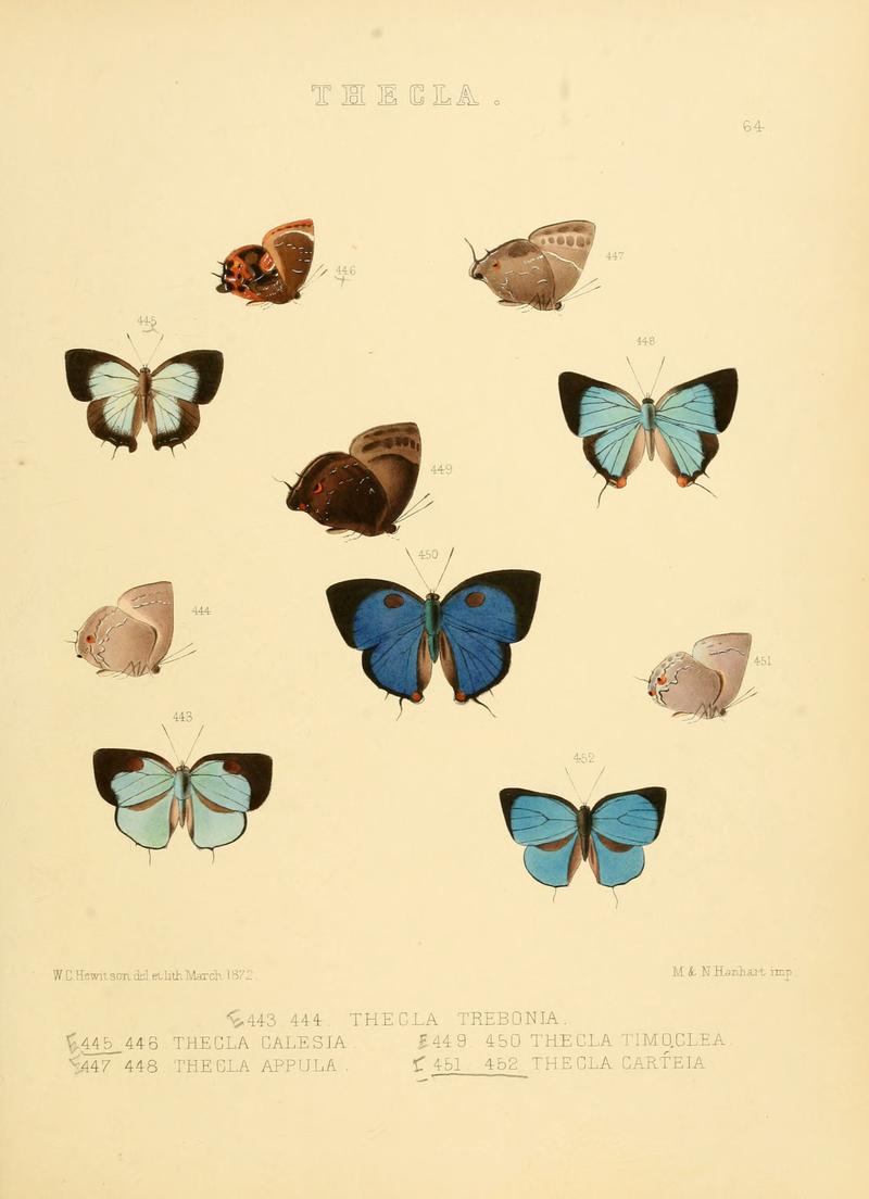Illustrations of diurnal Lepidoptera 64